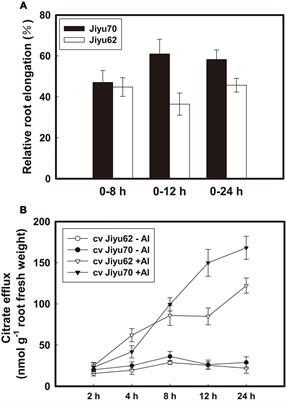 Soybean NADP-Malic Enzyme Functions in Malate and Citrate Metabolism and Contributes to Their Efflux under Al Stress